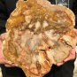 2016g COLORFUL RAINBOW FANTASTIC Madagascar Petrified Wood Round Slab Bark #DMH4