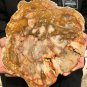 2016g COLORFUL RAINBOW FANTASTIC Madagascar Petrified Wood Round Slab Bark #DMH4