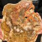 2016g COLORFUL RAINBOW FANTASTIC Madagascar Petrified Wood Round Slab Bark #DMH4