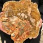 2016g COLORFUL RAINBOW FANTASTIC Madagascar Petrified Wood Round Slab Bark #DMH4