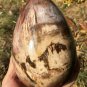 1764g Natural COLORFUL RAINBOW FANTASTIC Madagascar Petrified Wood Egg - #ZH78