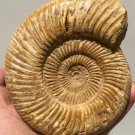 polished Ammonite Nautilus Shell Jurrassic Fossil Specimen Madagascar 894g DZ47