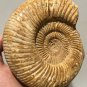 polished Ammonite Nautilus Shell Jurrassic Fossil Specimen Madagascar 894g DZ47