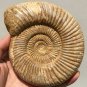 polished Ammonite Nautilus Shell Jurrassic Fossil Specimen Madagascar 894g DZ47