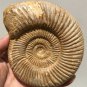 polished Ammonite Nautilus Shell Jurrassic Fossil Specimen Madagascar 894g DZ47