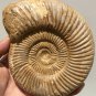 polished Ammonite Nautilus Shell Jurrassic Fossil Specimen Madagascar 894g DZ47