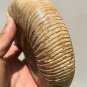 polished Ammonite Nautilus Shell Jurrassic Fossil Specimen Madagascar 894g DZ47