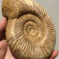 polished Ammonite Nautilus Shell Jurrassic Fossil Specimen Madagascar 894g DZ47