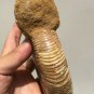 polished Ammonite Nautilus Shell Jurrassic Fossil Specimen Madagascar 894g DZ47