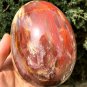 1550g Natural COLORFUL RAINBOW FANTASTIC Madagascar Petrified Wood Egg - #ZH24