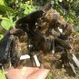 1757g Natural smoky citrine quartz cluster crystal specimen healing JC65