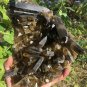 1757g Natural smoky citrine quartz cluster crystal specimen healing JC65