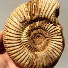 polished Ammonite Nautilus Shell Jurrassic Fossil Specimen Madagascar 262g DZ48