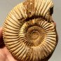 polished Ammonite Nautilus Shell Jurrassic Fossil Specimen Madagascar 262g DZ48