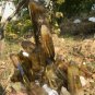 1902g Natural smoky citrine quartz cluster crystal specimen healing JC43