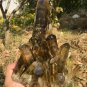 1902g Natural smoky citrine quartz cluster crystal specimen healing JC43