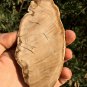 178g COLORFUL RAINBOW FANTASTIC Madagascar Petrified Wood Round Slab Bark #MHS16