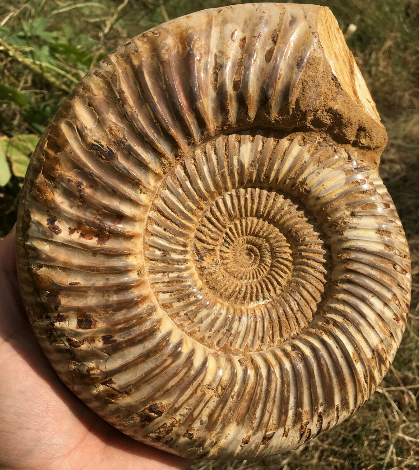 polished Ammonite Nautilus Shell Jurrassic Fossil Specimen Madagascar 2677g DZ67