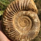 polished Ammonite Nautilus Shell Jurrassic Fossil Specimen Madagascar 2677g DZ67