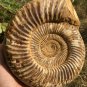 polished Ammonite Nautilus Shell Jurrassic Fossil Specimen Madagascar 2677g DZ67