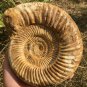 polished Ammonite Nautilus Shell Jurrassic Fossil Specimen Madagascar 2677g DZ67