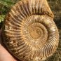 polished Ammonite Nautilus Shell Jurrassic Fossil Specimen Madagascar 2677g DZ67