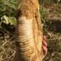 polished Ammonite Nautilus Shell Jurrassic Fossil Specimen Madagascar 2677g DZ67