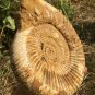 polished Ammonite Nautilus Shell Jurrassic Fossil Specimen Madagascar 2677g DZ67