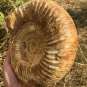 polished Ammonite Nautilus Shell Jurrassic Fossil Specimen Madagascar 2677g DZ67