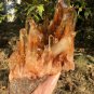 3254g Natural smoky citrine quartz cluster crystal specimen healing JC62