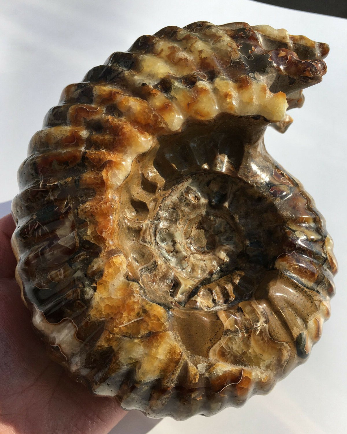 Natural Ammonite Nautilus Shell Jurrassic Fossil Specimen Madagascar 3220g