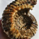 Natural Ammonite Nautilus Shell Jurrassic Fossil Specimen Madagascar 3220g