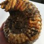 Natural Ammonite Nautilus Shell Jurrassic Fossil Specimen Madagascar 3220g