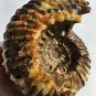 Natural Ammonite Nautilus Shell Jurrassic Fossil Specimen Madagascar 3220g