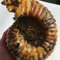 Natural Ammonite Nautilus Shell Jurrassic Fossil Specimen Madagascar 3220g