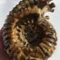 Natural Ammonite Nautilus Shell Jurrassic Fossil Specimen Madagascar 3220g