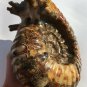 Natural Ammonite Nautilus Shell Jurrassic Fossil Specimen Madagascar 3220g