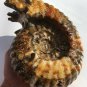 Natural Ammonite Nautilus Shell Jurrassic Fossil Specimen Madagascar 3220g