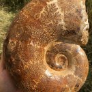 8.56lb HUGE White Pretty Ribbed Whole Ammonite Nautilus Fossil #DZ80