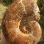 8.56lb HUGE White Pretty Ribbed Whole Ammonite Nautilus Fossil #DZ80