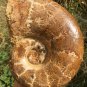 8.56lb HUGE White Pretty Ribbed Whole Ammonite Nautilus Fossil #DZ80