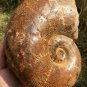 8.56lb HUGE White Pretty Ribbed Whole Ammonite Nautilus Fossil #DZ80