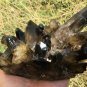 986g Natural smoky citrine quartz cluster crystal specimen healing JC4