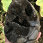 3976g Natural dragon septarian geode quartz Egg cluster crystal healing #ZH91