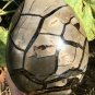 3976g Natural dragon septarian geode quartz Egg cluster crystal healing #ZH91