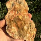 198g COLORFUL RAINBOW FANTASTIC Madagascar Petrified Wood Round Slab Bark #MHS6