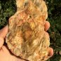 198g COLORFUL RAINBOW FANTASTIC Madagascar Petrified Wood Round Slab Bark #MHS6
