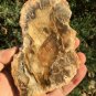 198g COLORFUL RAINBOW FANTASTIC Madagascar Petrified Wood Round Slab Bark #MHS6