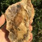 198g COLORFUL RAINBOW FANTASTIC Madagascar Petrified Wood Round Slab Bark #MHS6