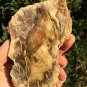 198g COLORFUL RAINBOW FANTASTIC Madagascar Petrified Wood Round Slab Bark #MHS6